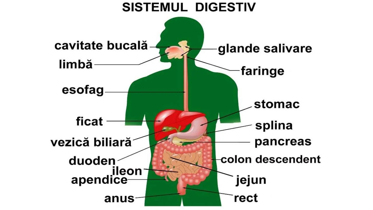 Sistemul digestiv2